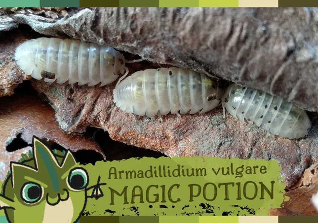 Armadillidium vulgare "Magic Potion"/kulanki/isopody/12szt