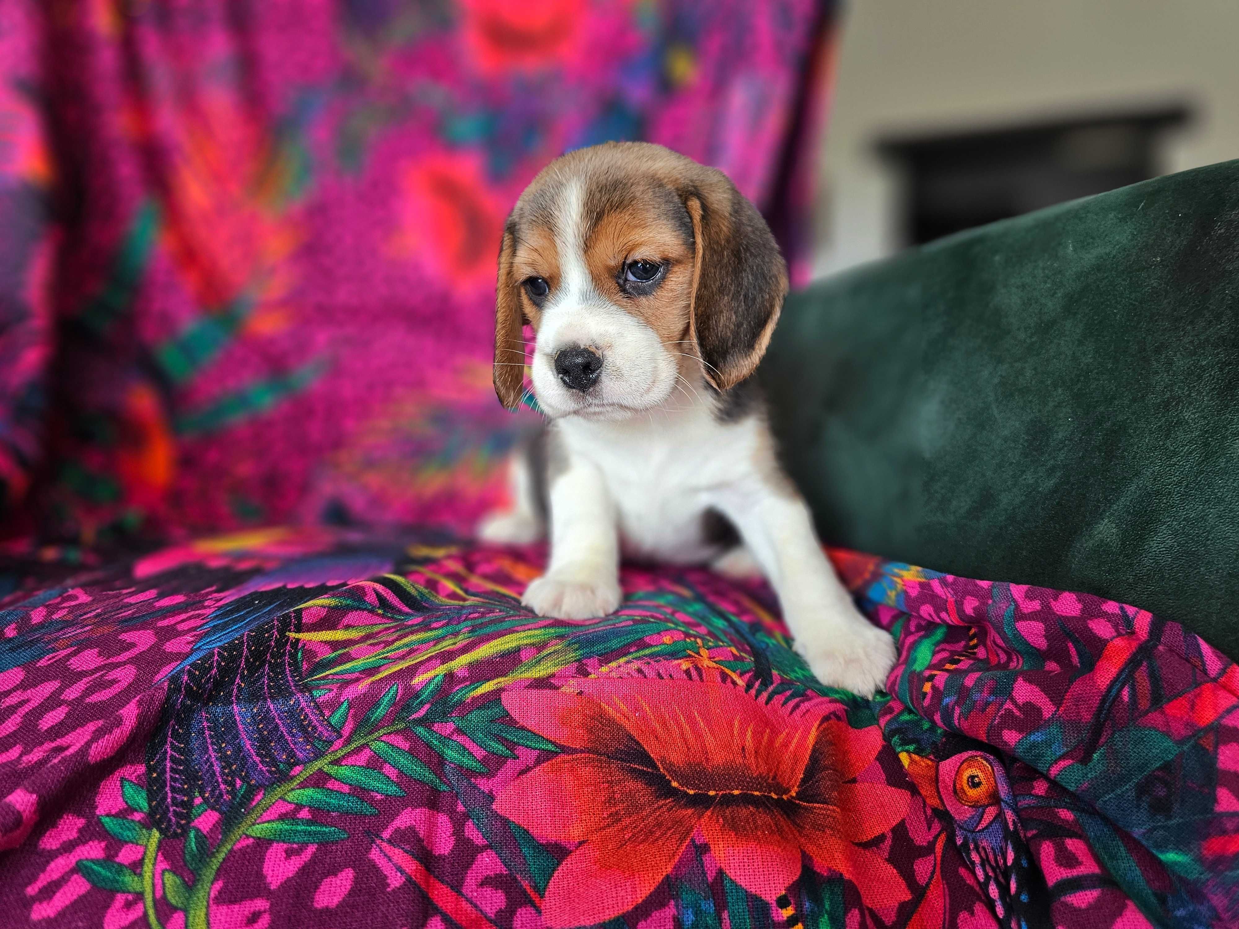 BEAGLE-piesek z hodowli z tradycjami,ZKwP,