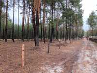 Działka leśna w Karolinowie nad Zalewem Sulejowskim