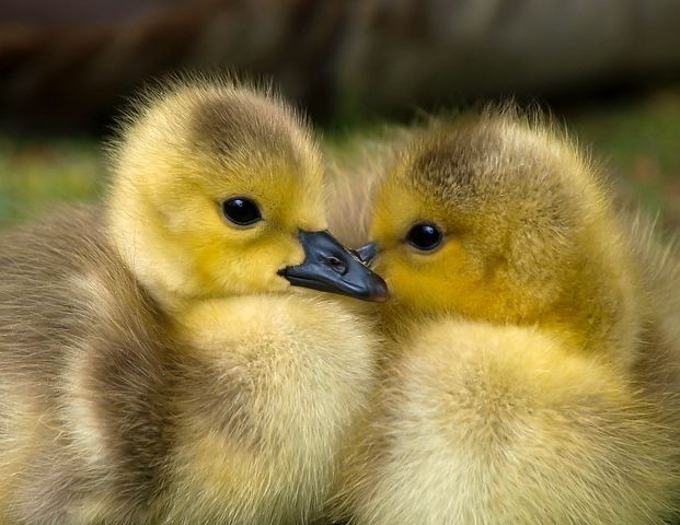 Продаж інкубаційних яєць різних качок !