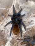 chromatopelma cyaneopubescens samica