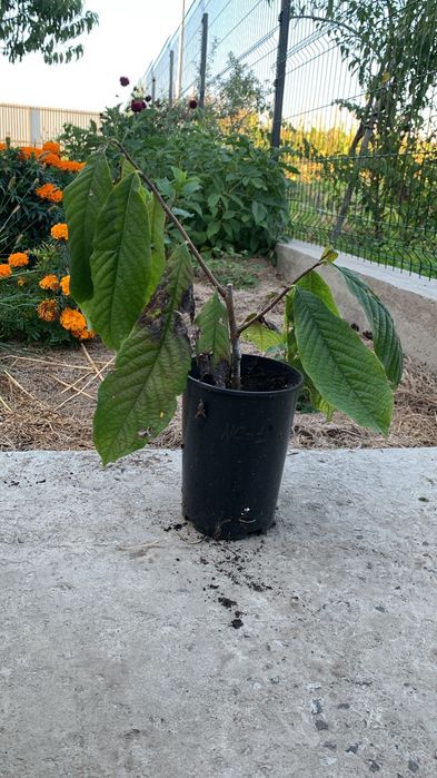 Азиміна Paw Paw. Сорти: NC-1, TA 1-XL