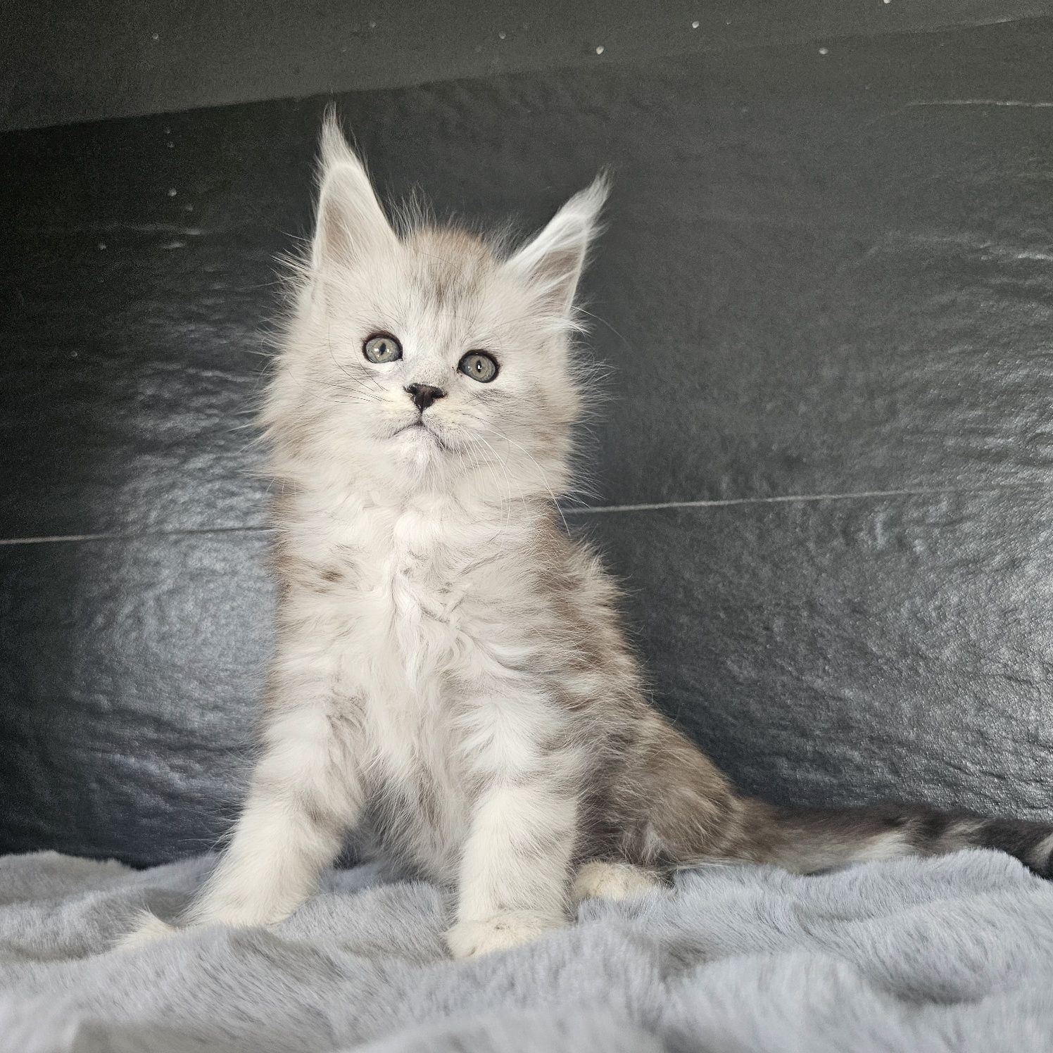 Kocurek Maine coon rodowód fpl FIFe