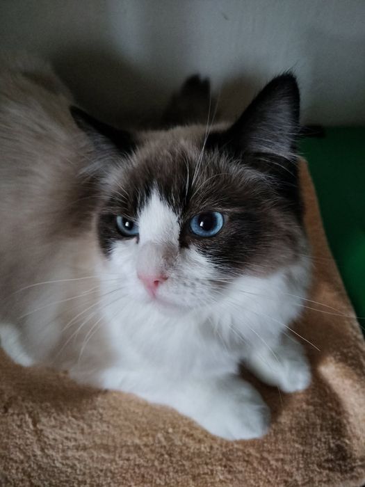 Sprzedam kota rasy Ragdoll
