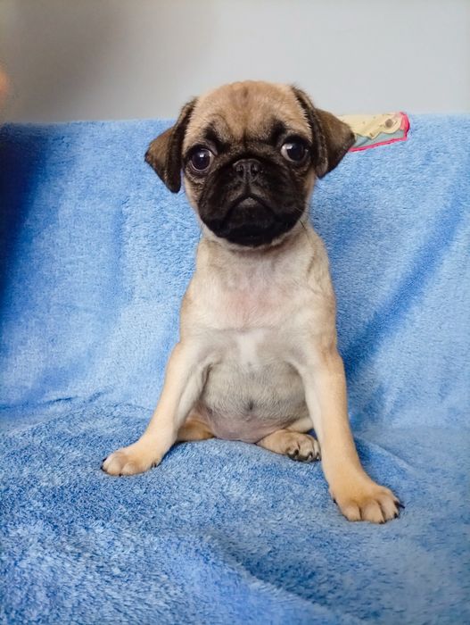 Mopsa suczka z rodowodem