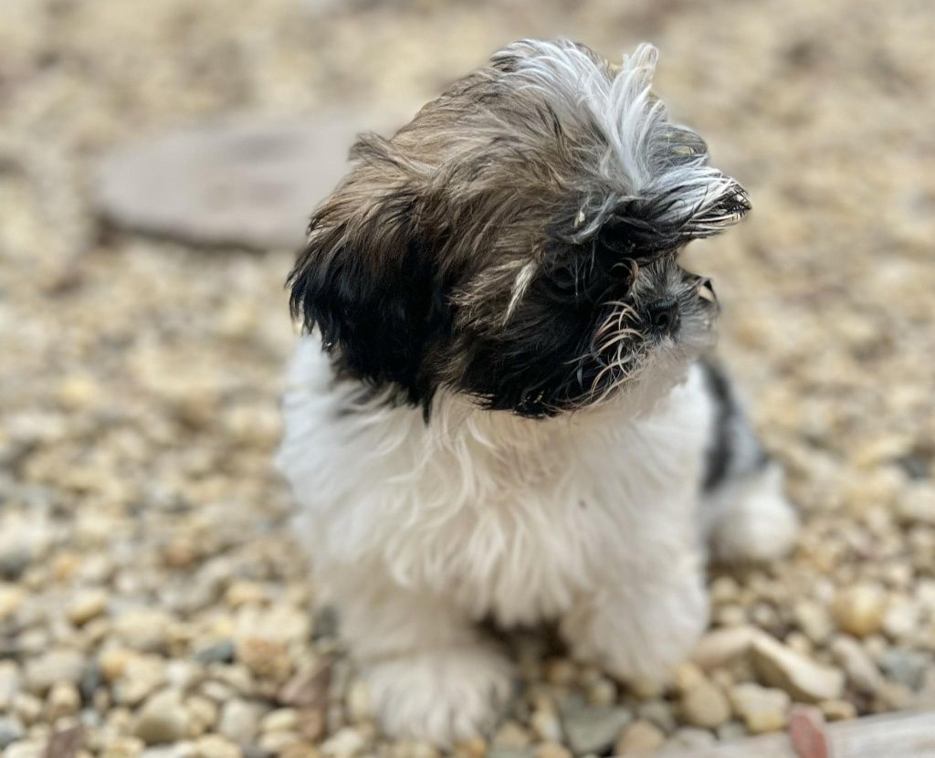 Shihtzu suczka  gotowa do odbioru