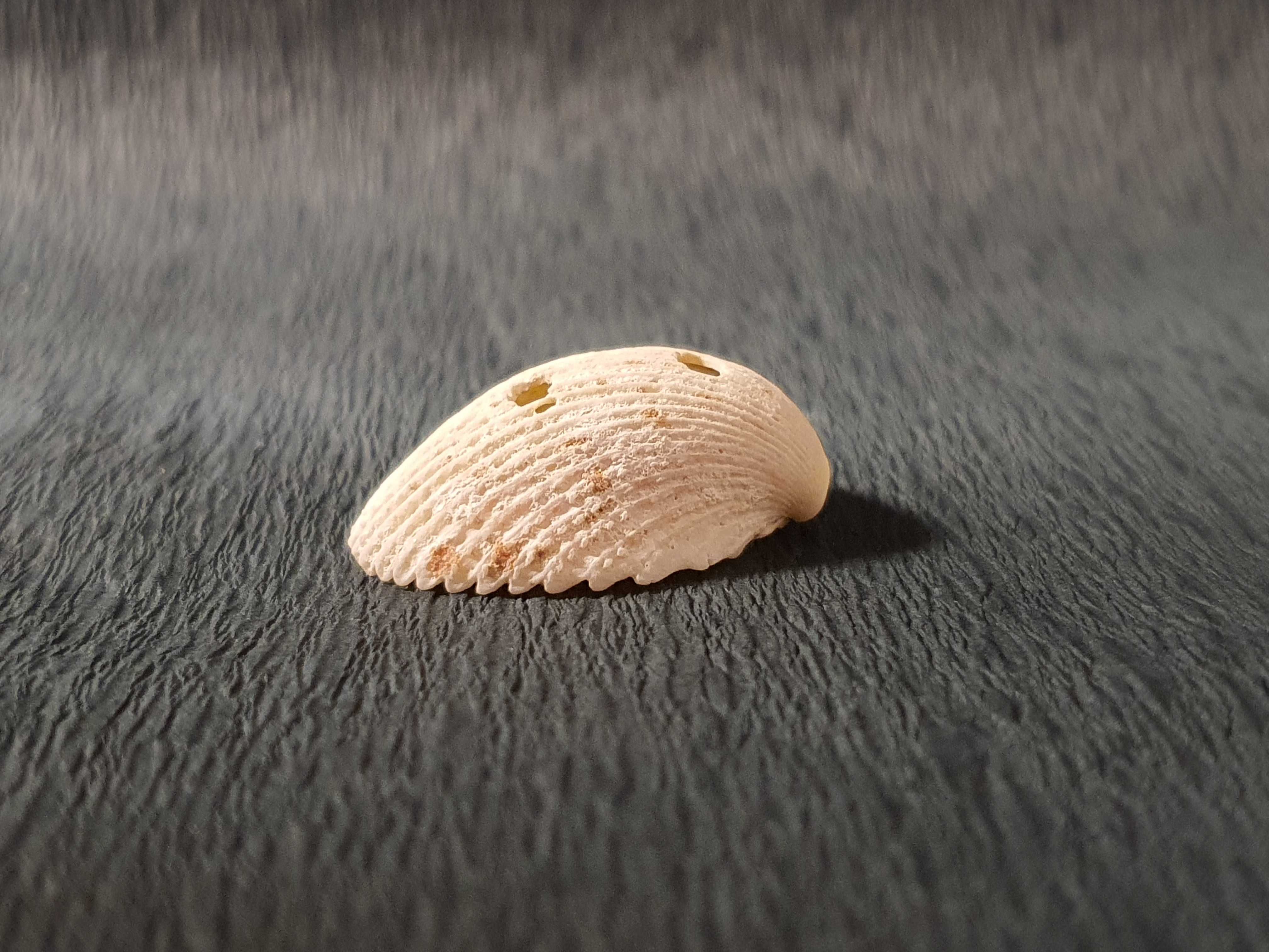 Muszla morska oceaniczna 25 x 25 x 10 mm #52