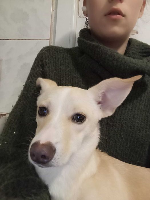 Отдам собаку в хорошие руки