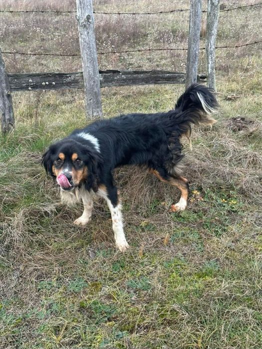 Adopcja owczarek australijski w typie rasy aussie