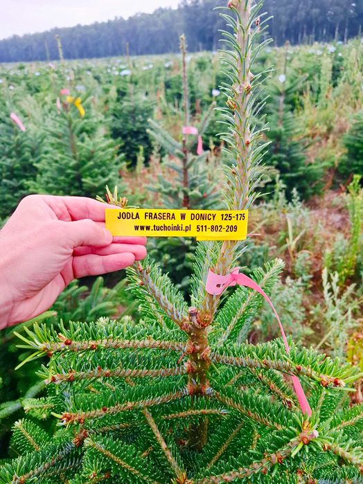 Jodła Frasera w donicy / doniczka 125 - 175 cm- Plantacja TuChoinki.pl