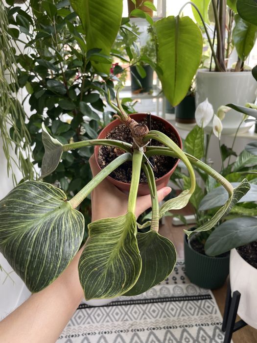 Філодендрон Біркін philodendron birkin
