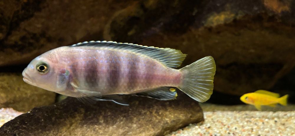 Chindongo saulosi - pyszczaki z Malawi