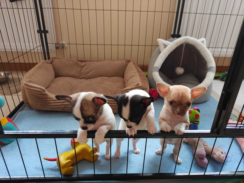 Chihuahua krótkowłosa