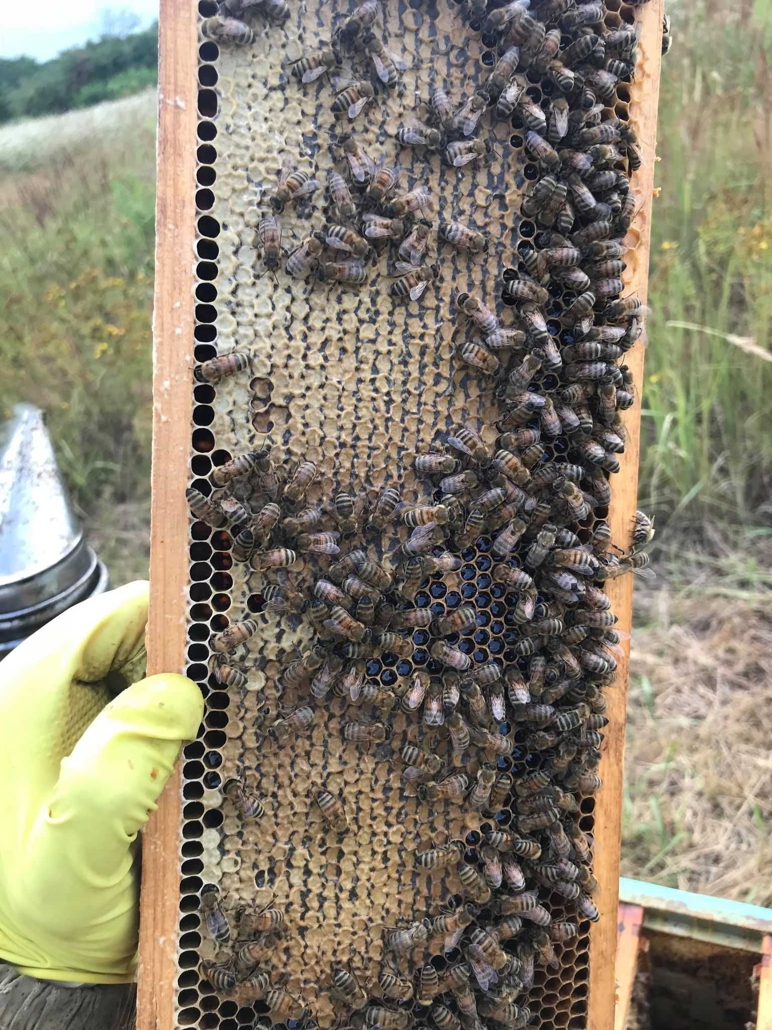 Miód pszczeli,pasieka,rodziny pszczele