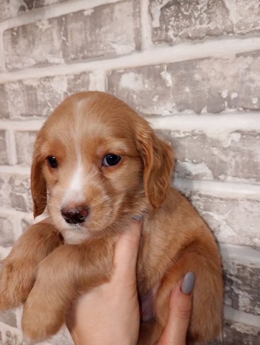 Цуценята кокер- спаніеля! 
У