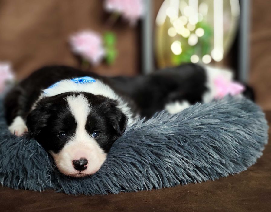 Border collie ZkwP/FCI samiec