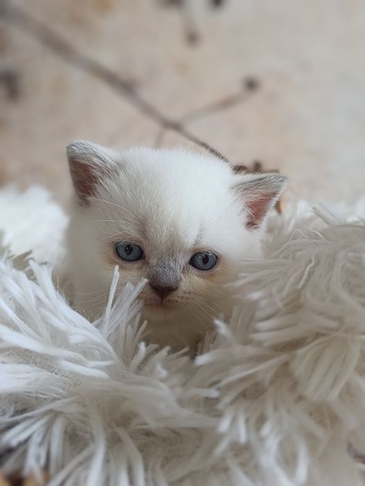 Brytyjski kocurek point