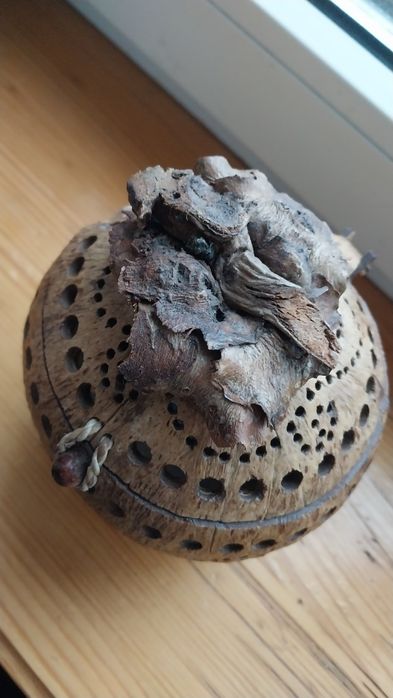Продам чашу с крышкой из кокоса.Отличный сувенир или декорации.