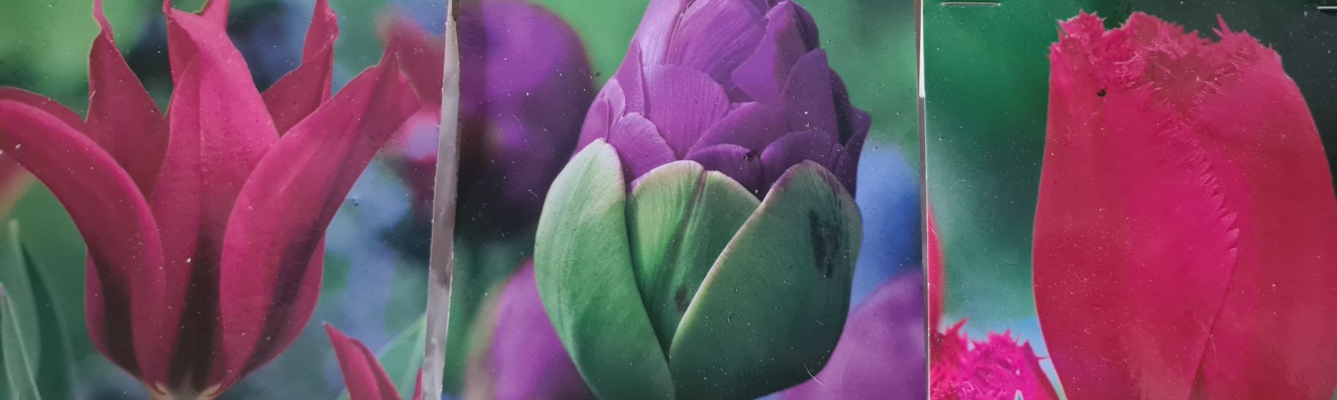 Tulipany egzotyczne różne kolory mix 10szt.cebulki
