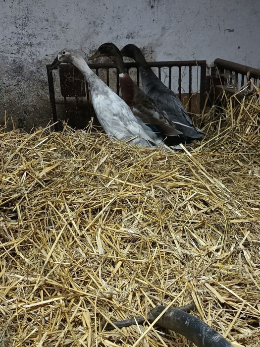 Jaja lęgowe biegusów