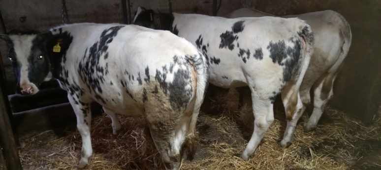 Jałówki mięsne  (belgian blue, charolaise)