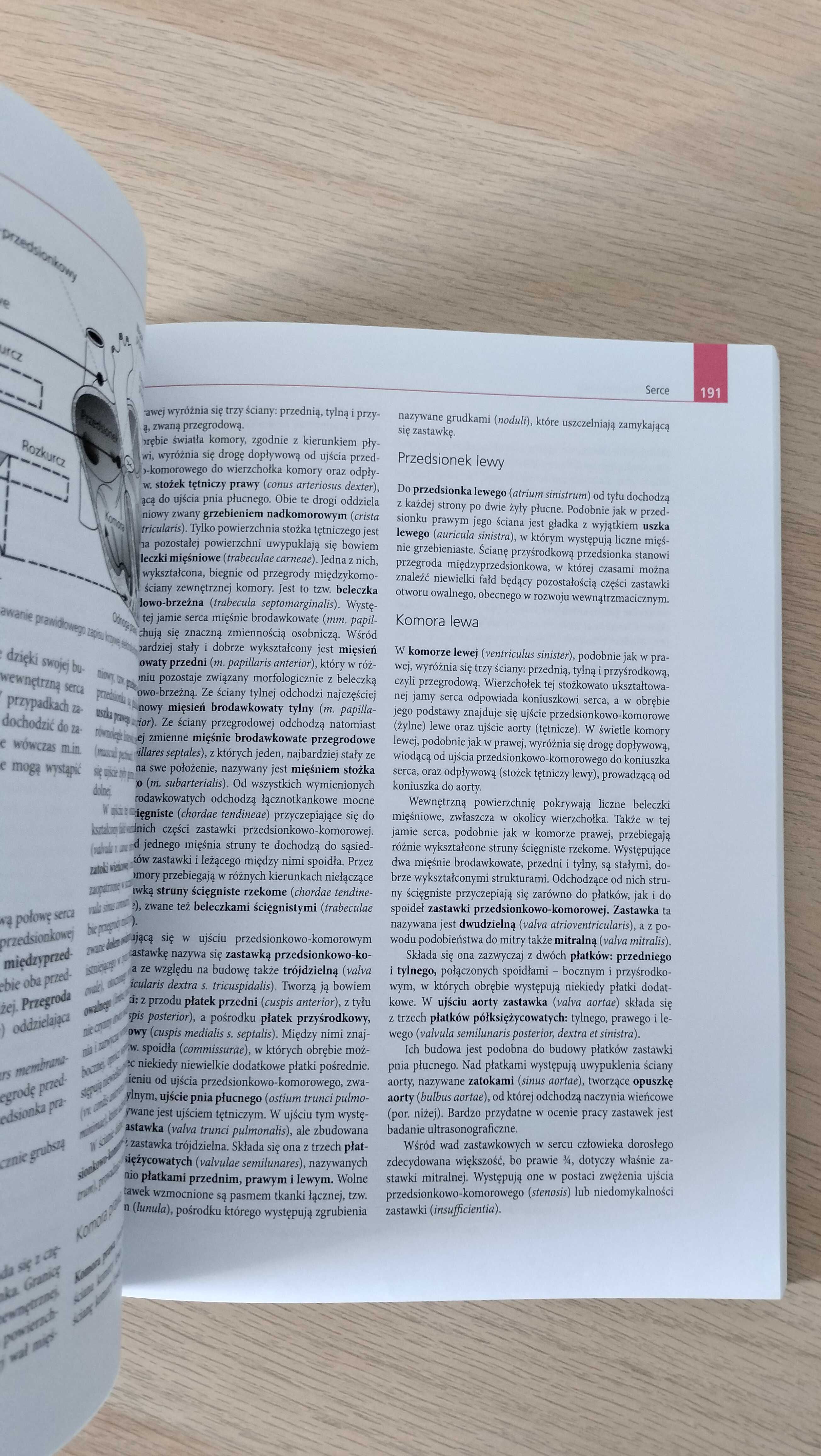 Woźniak anatomia