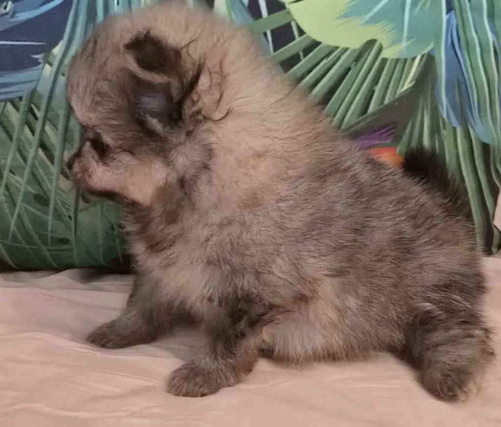 Szpic miniaturowy / pomeranian