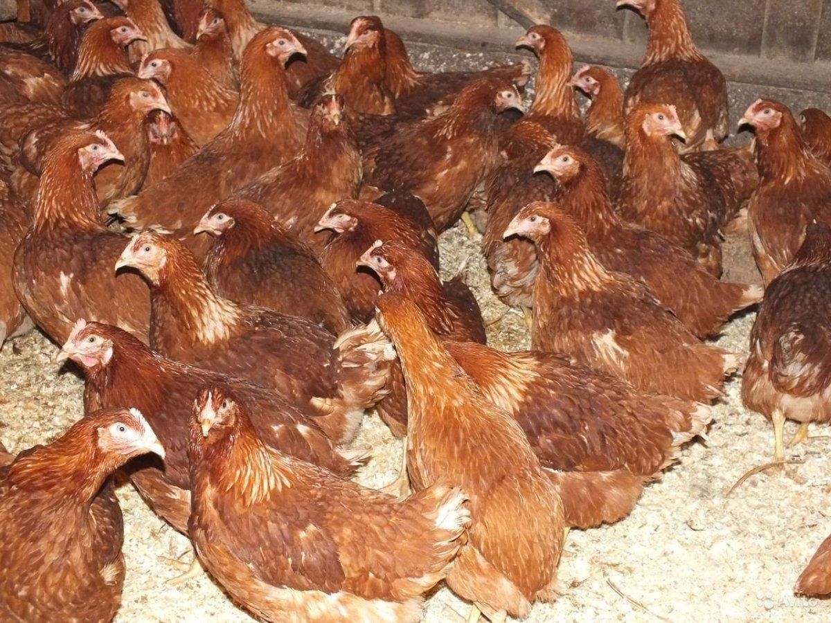 Шишаки! продам! КУРИ-несушки! Доставка безкоштовна!
