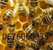 Бджоли на продаж