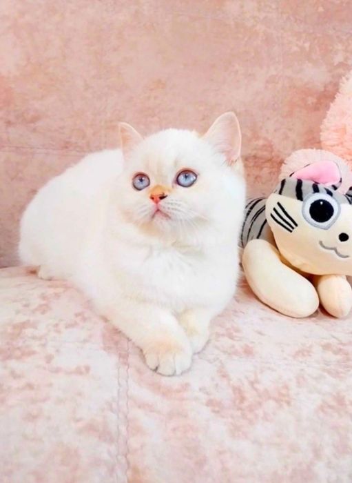 Чарівна дівчинка Біленька куколка