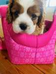 Szczeniaczek Benio Cavalier King Charles Spaniel