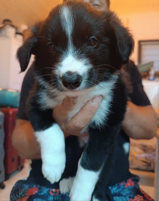 Border Collie szczeniaczek z Rodowodem Aron-Pixel