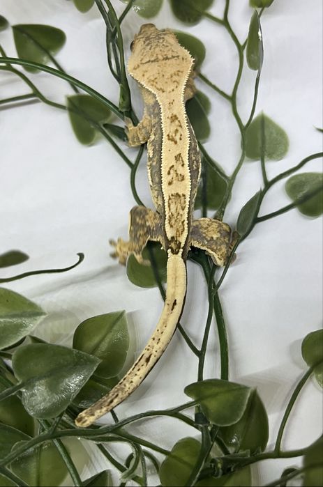 Gekon orzęsiony Tricolor