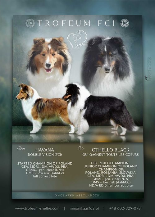 Owczarek szetlandzki sheltie z metryką ZKwP/ FCI