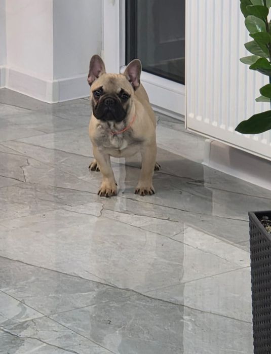 Buldog Francuski piesek