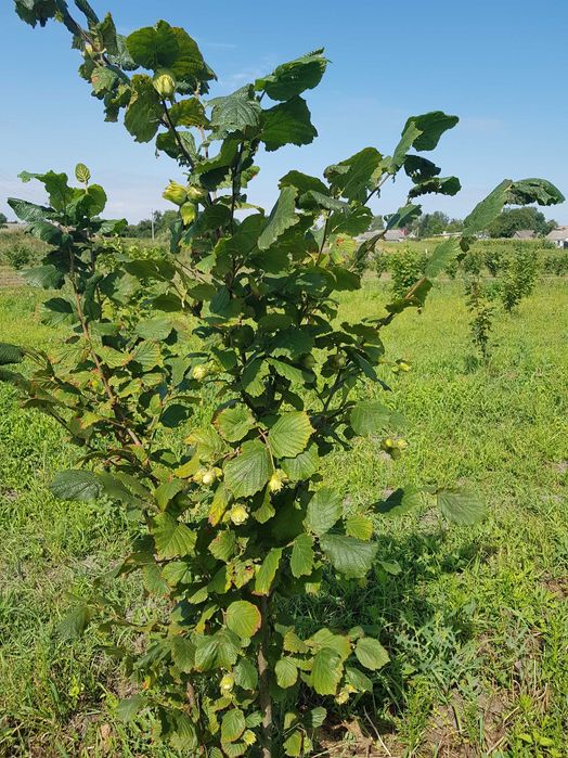 Саженцы фундука, элитные крупноплодные сорта