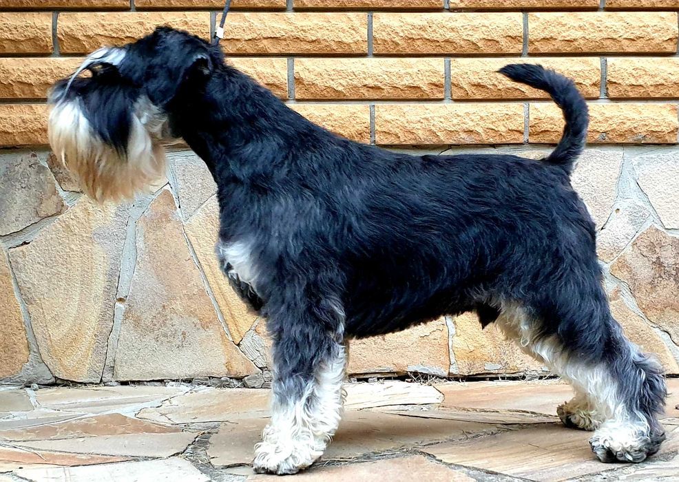 вязка кобель цвергшнауцер