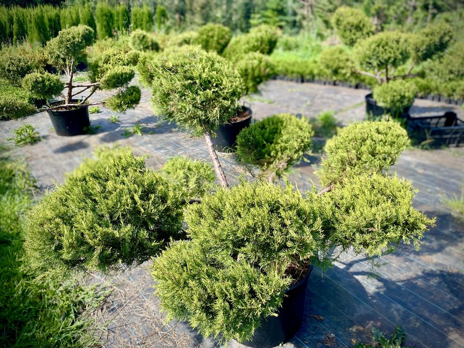 Bonsai Rosliny Formowane