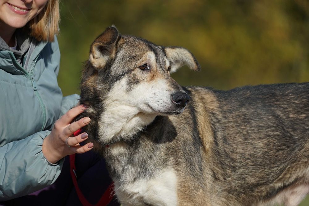 Azor - zagłodzony psiak potrzebuje domu - pomagamy w transporcie