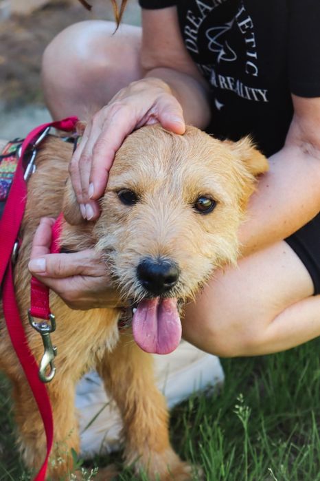 Lola szorstkowłosyla 4 letnia