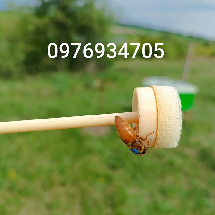 Запис на бджолоМатки КОРДОВАН,бакфаст.,плідні,неплідні