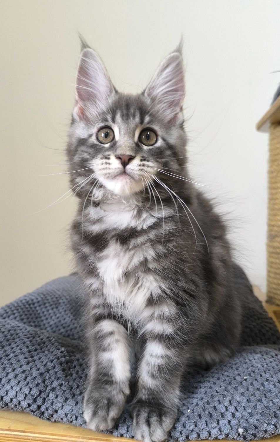 Kotka niebieska Maine Coon
