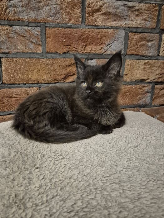 Maine coon czarny kocurek do rezerwacji Odbiór w listopadzie