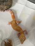 Gekony lamparcie