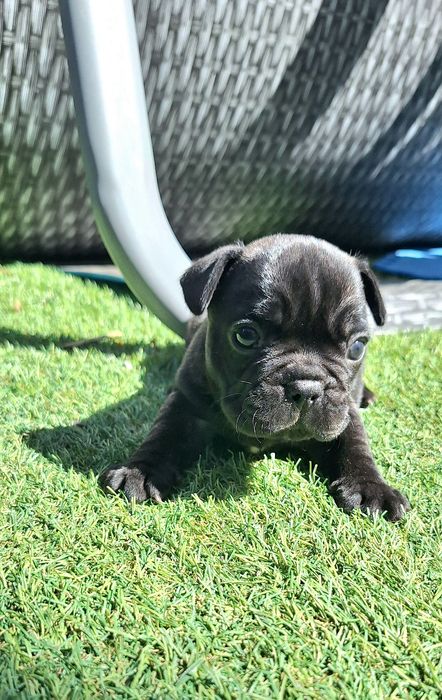 Bulldog Francês fêmea