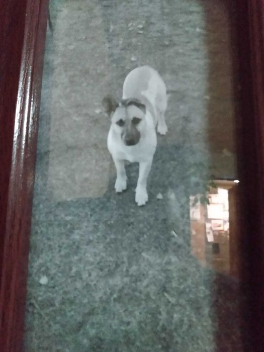 zaginął pies Maliszew