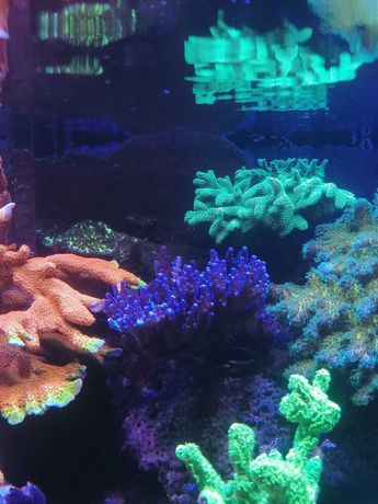 Acropora fioletowa koralowce sps szczepki akwarium morskie Czernica
