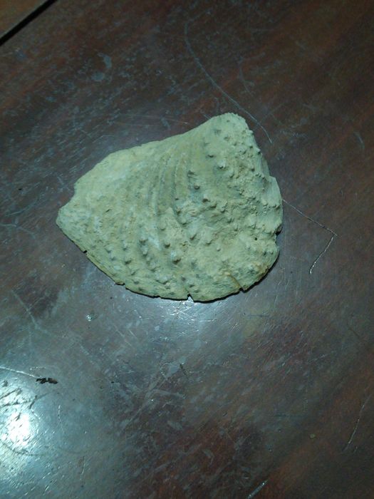 Fossil            .