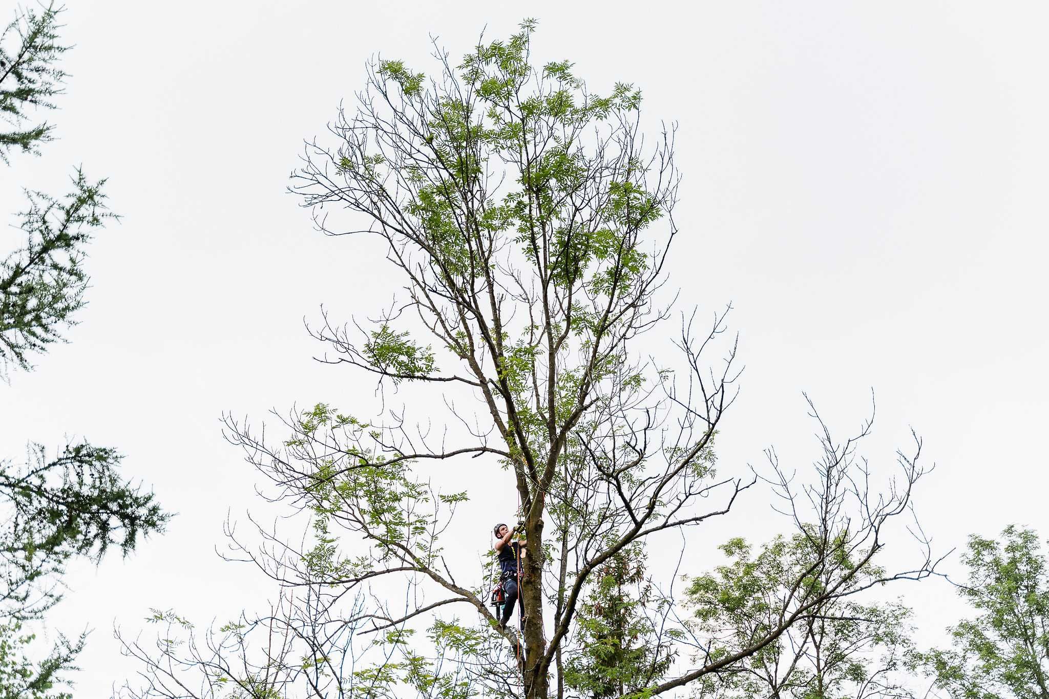 Wycinka i pielęgnacja drzew metodami arborystycznymi