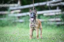 Owczarek Belgijski Malinois FCI Suka